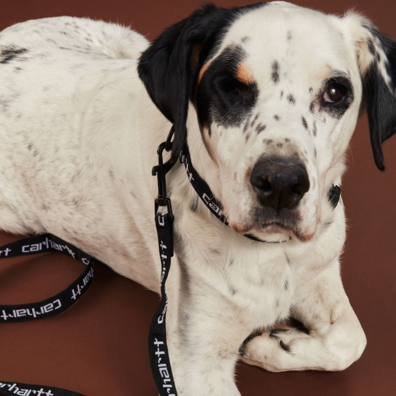 Carhartt WIP Script Dog Leash & Collar - Black / White